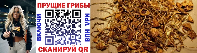 Псилоцибиновые грибы MAGIC MUSHROOMS  магазин  наркотиков  Сокол 